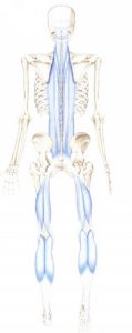 図１※医学書院 アナトミー・トレイン徒手療法のための筋筋膜経線より抜粋。