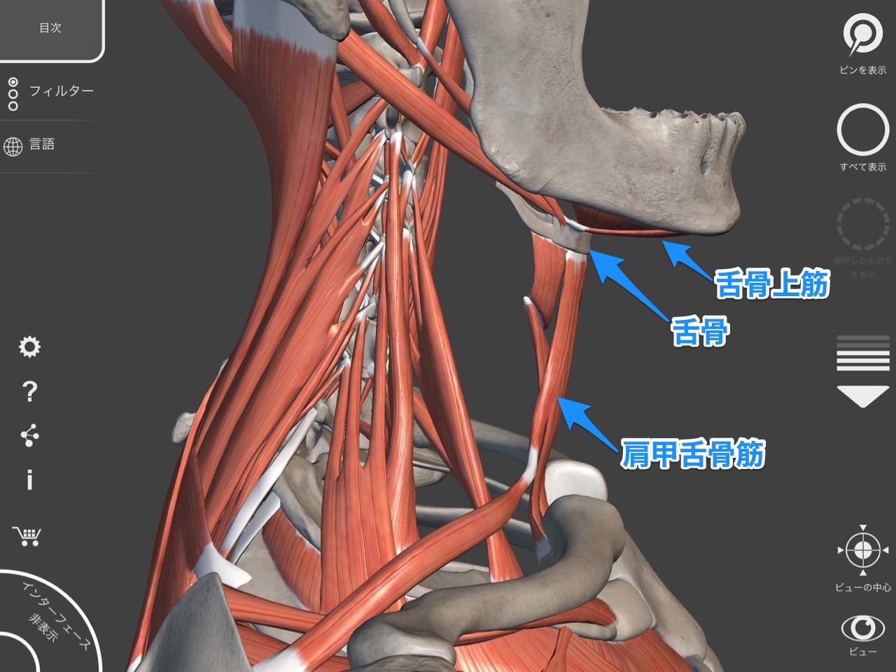 舌骨下筋から舌骨上筋 横浜・保土ヶ谷の整体:ふじたカイロプラクティック
