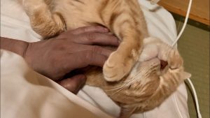 まいきゃっとの猫スタッフ「かしわくん」